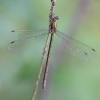 IMG_2682_Lestes_sponsa